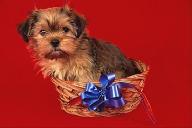 31 普罗米修斯
